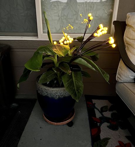 Customer photo review of Solar Firefly Sparkle Garden Lights