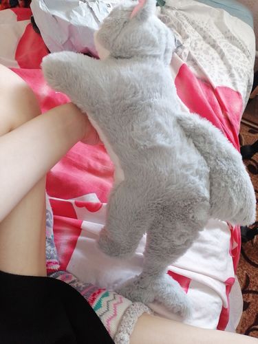 Customer photo review of Kawaii Grey Half Cat Half Shark Combo Plushie