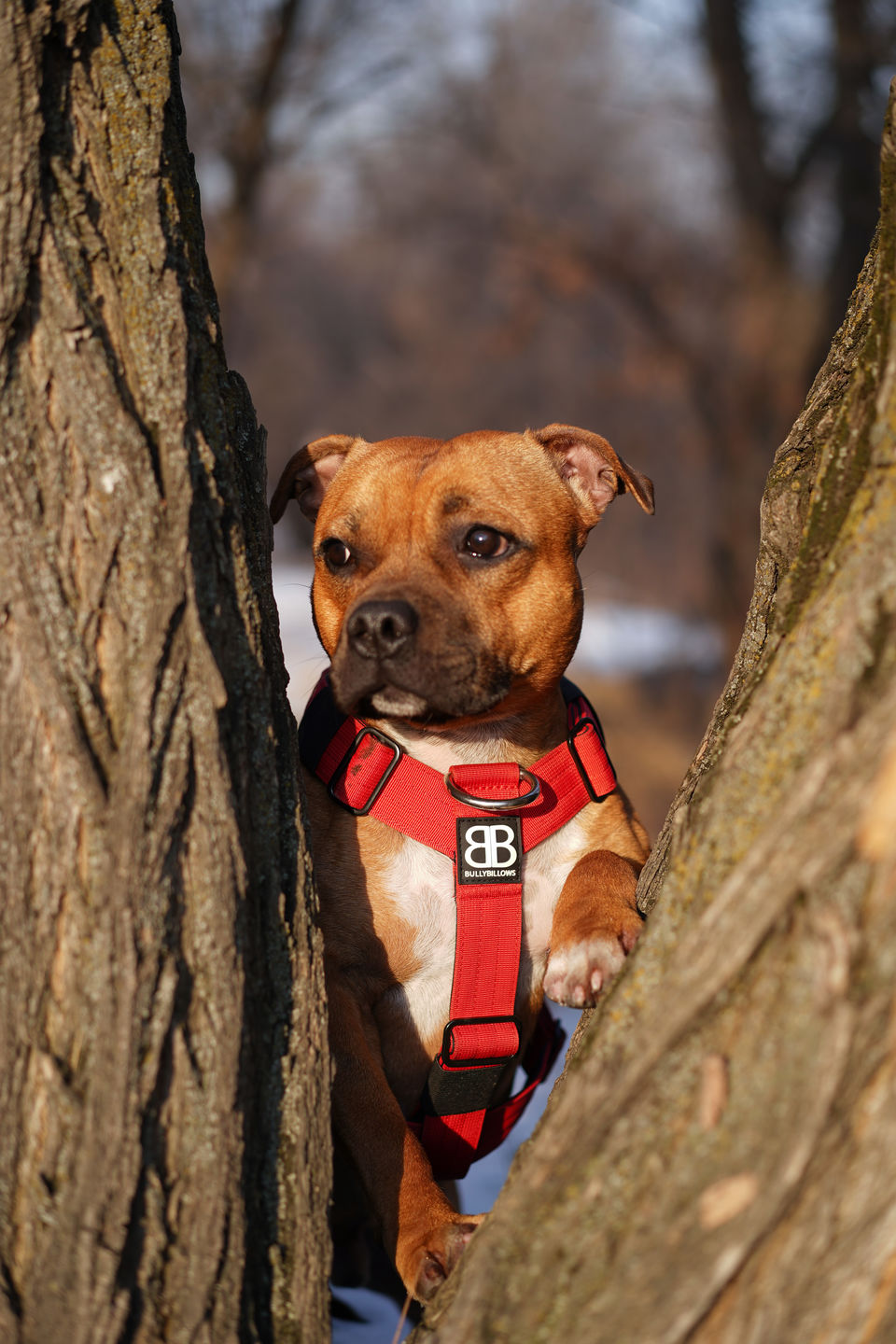 Customer photo review of TRI-Harness® | Anti-Pull, Adjustable & Durable - Dog Trainers Choice - Red v2.0