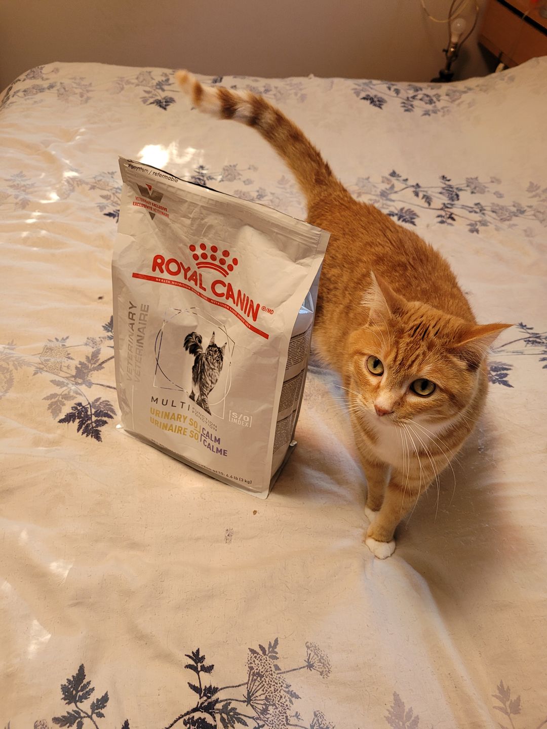 Customer photo review of Royal Canin Veterinary Diet - Urinary SO + Calm Dry Cat Food