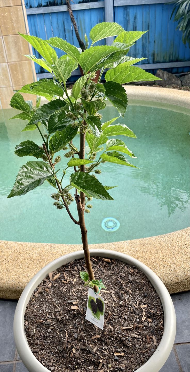 Customer photo review of Dwarf Mulberry - Black