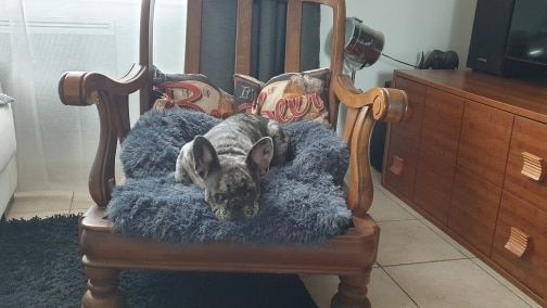 Customer photo review of Couch Pillow