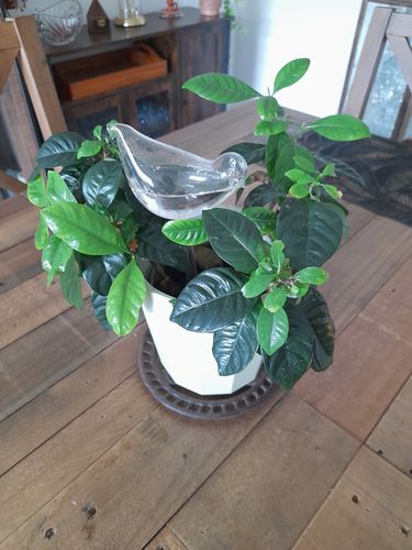 Customer photo review of Mon petit oiseau®