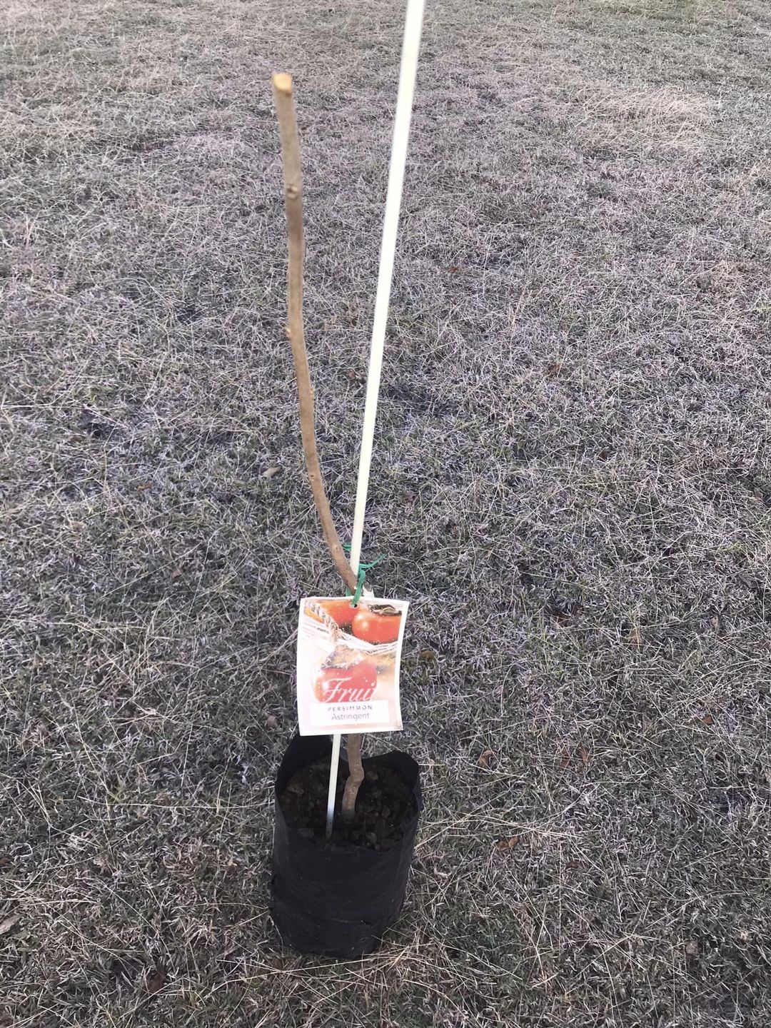 Customer photo review of Persimmon - Nightingale