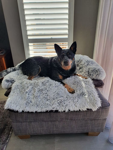 Customer photo review of Couch Pillow