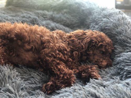 Customer photo review of Couch Pillow