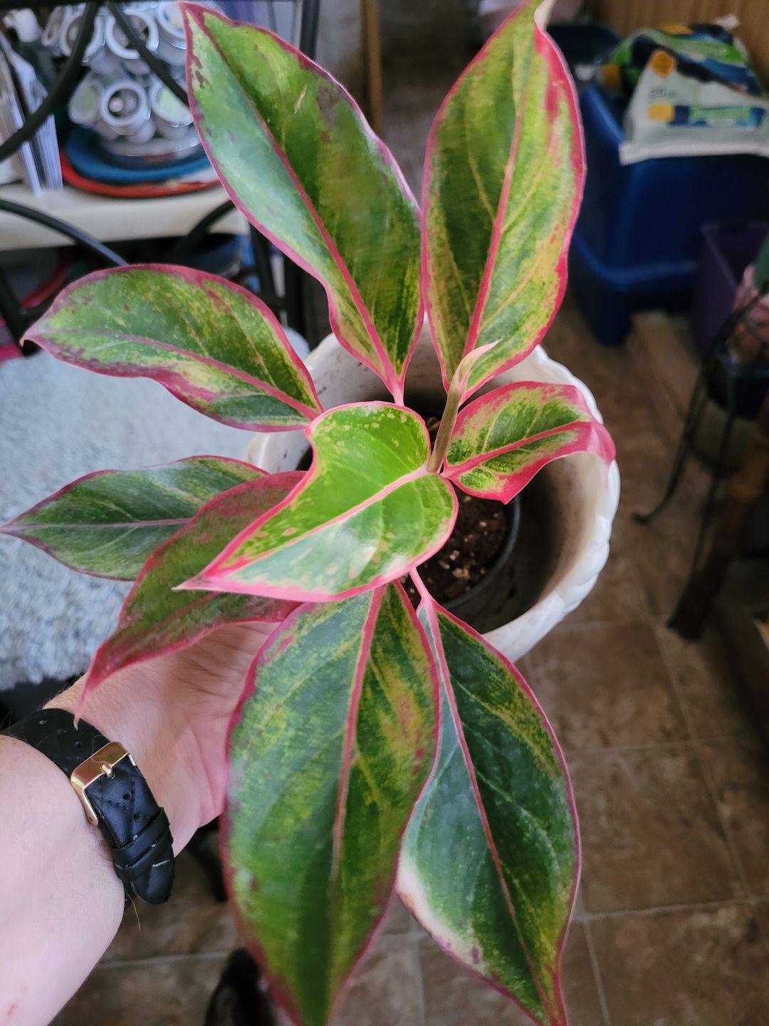 Customer photo review of Aglaonema 'Jasper Jones'