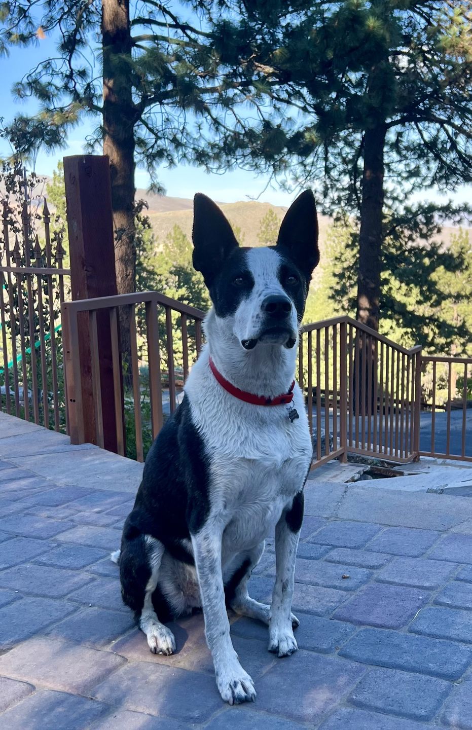 Customer photo review of House Collar