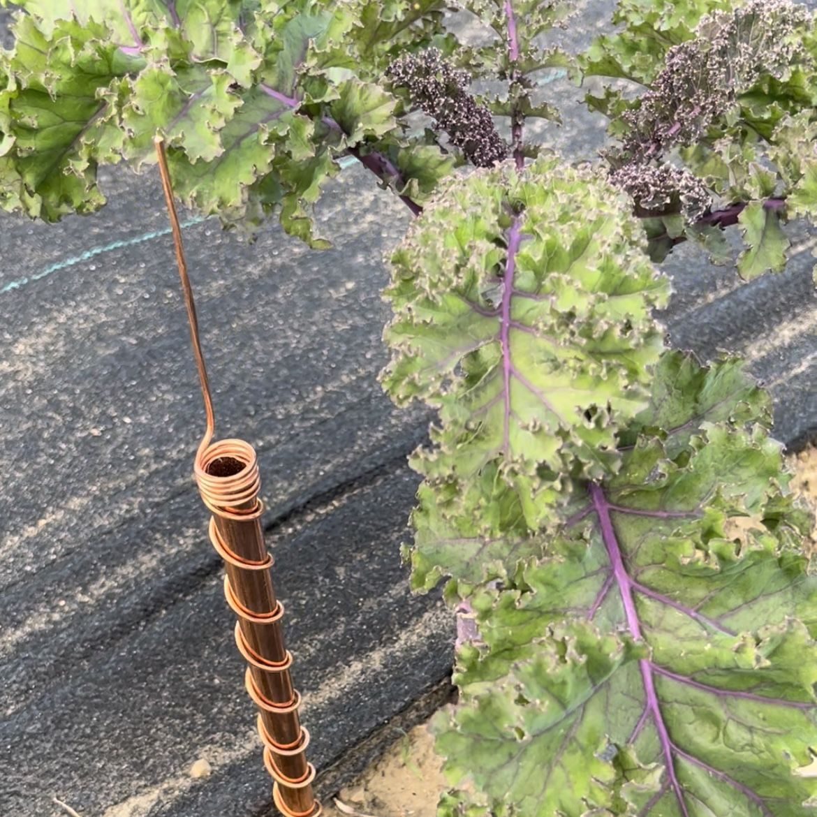 Customer photo review of One Thread - Electro Culture Copper Antenna