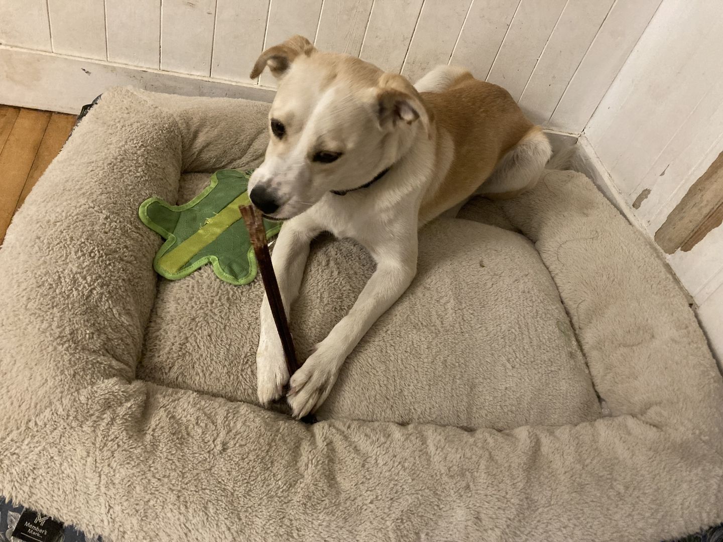 Customer photo review of 12 Inch Beef Jerky Stick