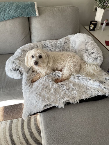 Customer photo review of Couch Pillow