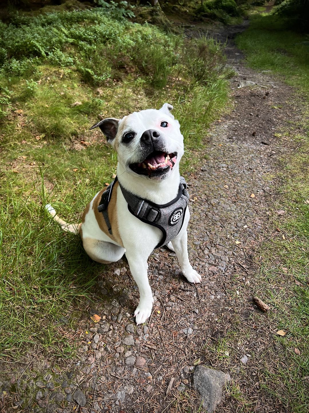 Customer photo review of Premium Comfort Tweed Harness | Non Restrictive & Adjustable - Stone Grey