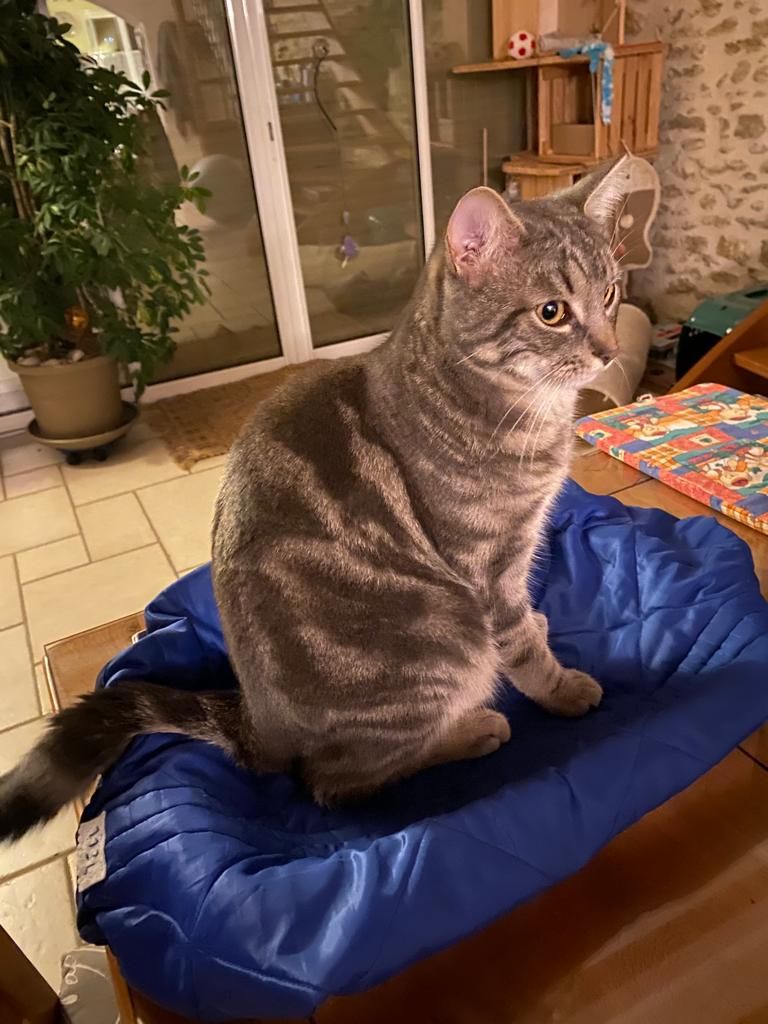 Customer photo review of Pâtées riches en volaille & aux courgettes (chat stérilisé et chat adulte)