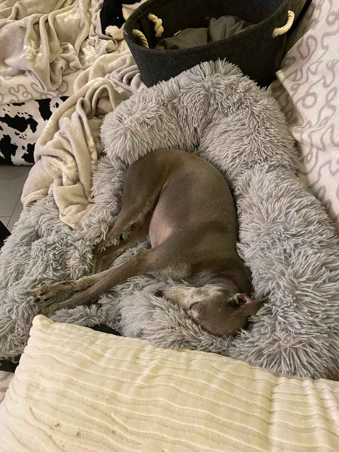 Customer photo review of Couch Pillow