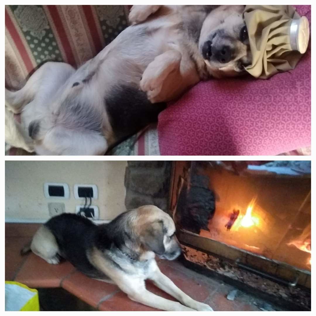 Customer photo review of Animaletti - Zerbino Personalizzabile