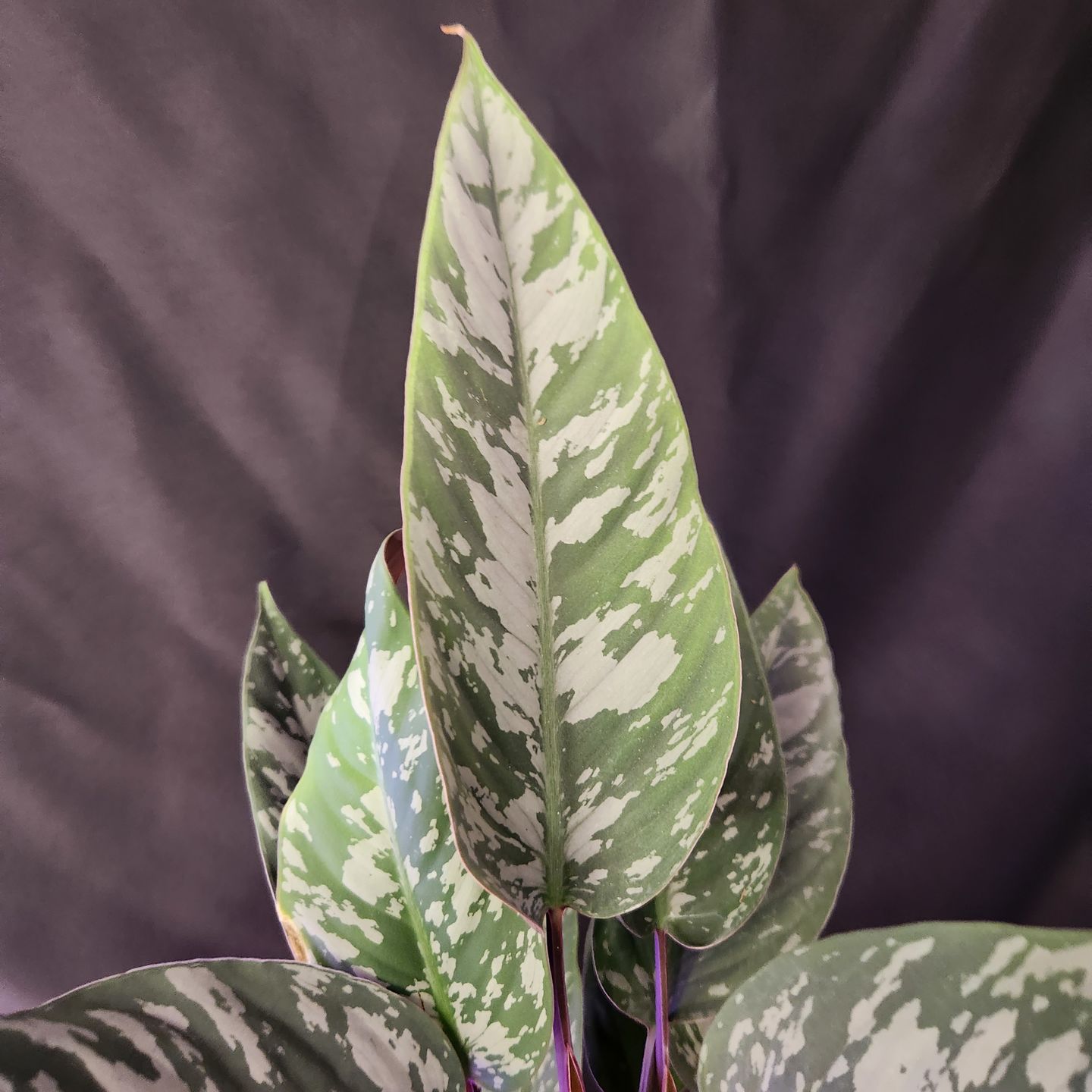 Customer photo review of Apoballis acuminatissima 'Lavallaei'