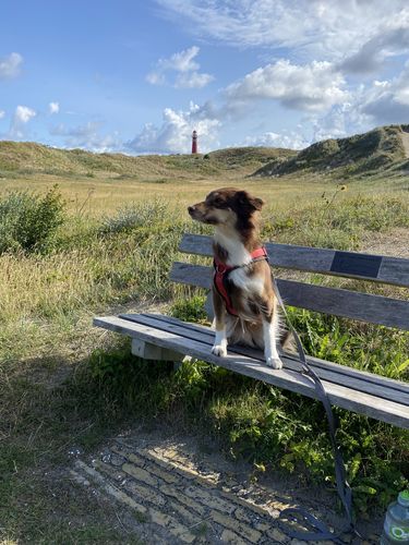 Customer photo review of Wurmtest Pro Hund