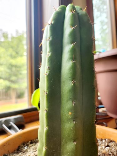 Customer photo review of San Pedro Cactus Monstrose REVERT | Echinopsis pachanoi Monstrose