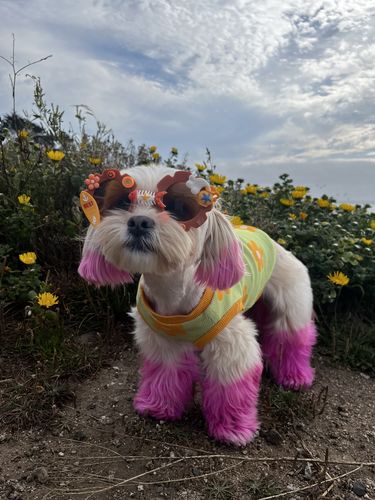 Customer photo review of Flower Power Dog T-shirt