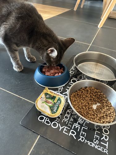 Customer photo review of Pâtées à l'agneau, tomates & thym (chat stérilisé et chat adulte)