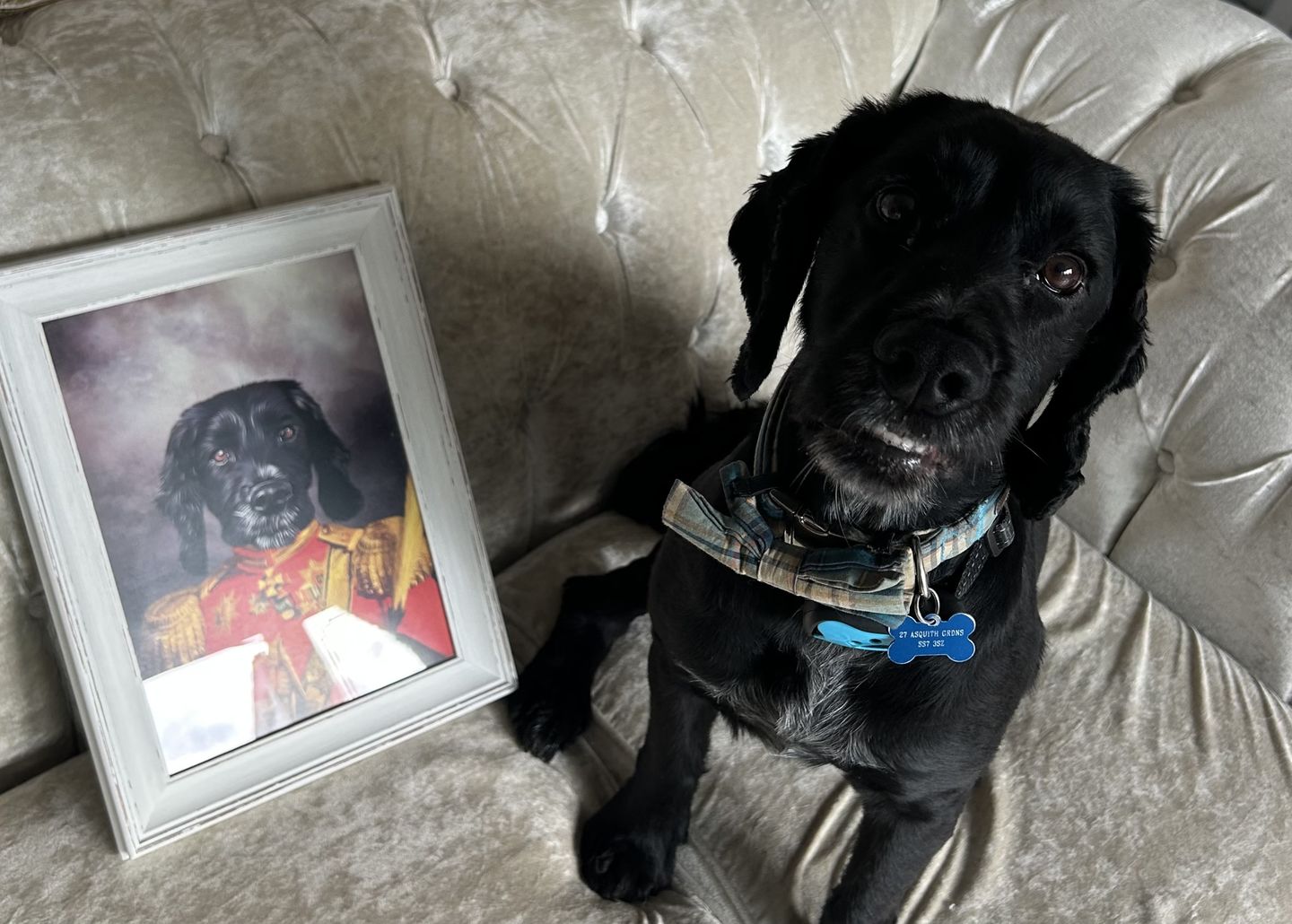 Customer photo review of The Duke: Custom Pet Portrait