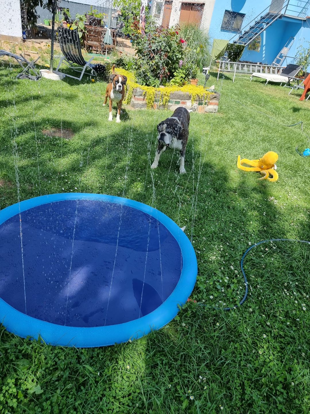 Customer photo review of Sprinkler Wasserspielmatte für Hunde