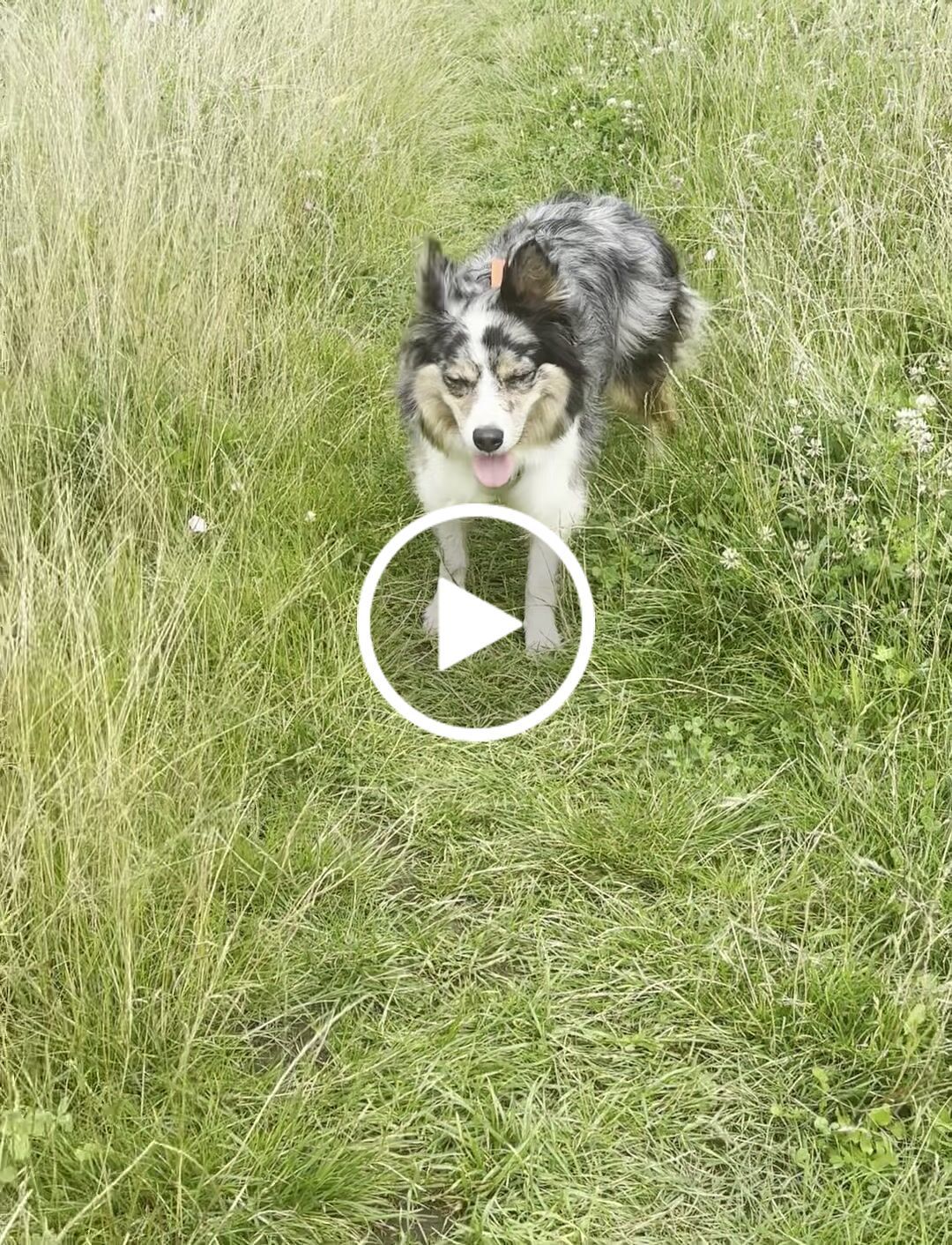 Customer video review of Earth Friendly - Trig Point Harness