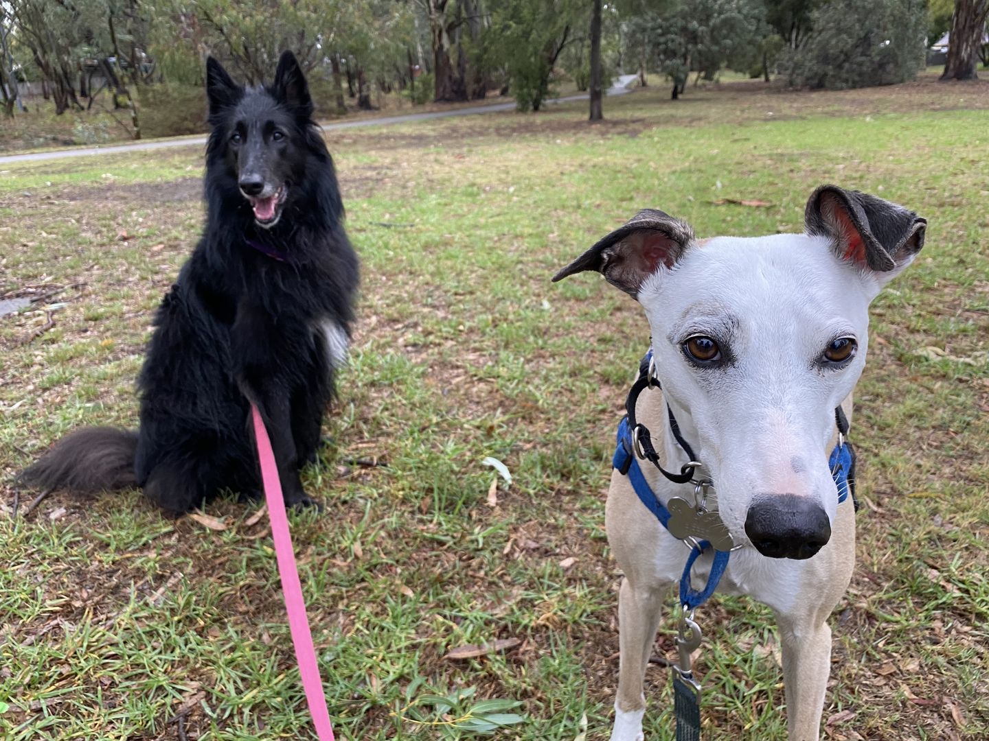 Customer photo review of New Hemp Seed Oil for Large Dogs (500ml)