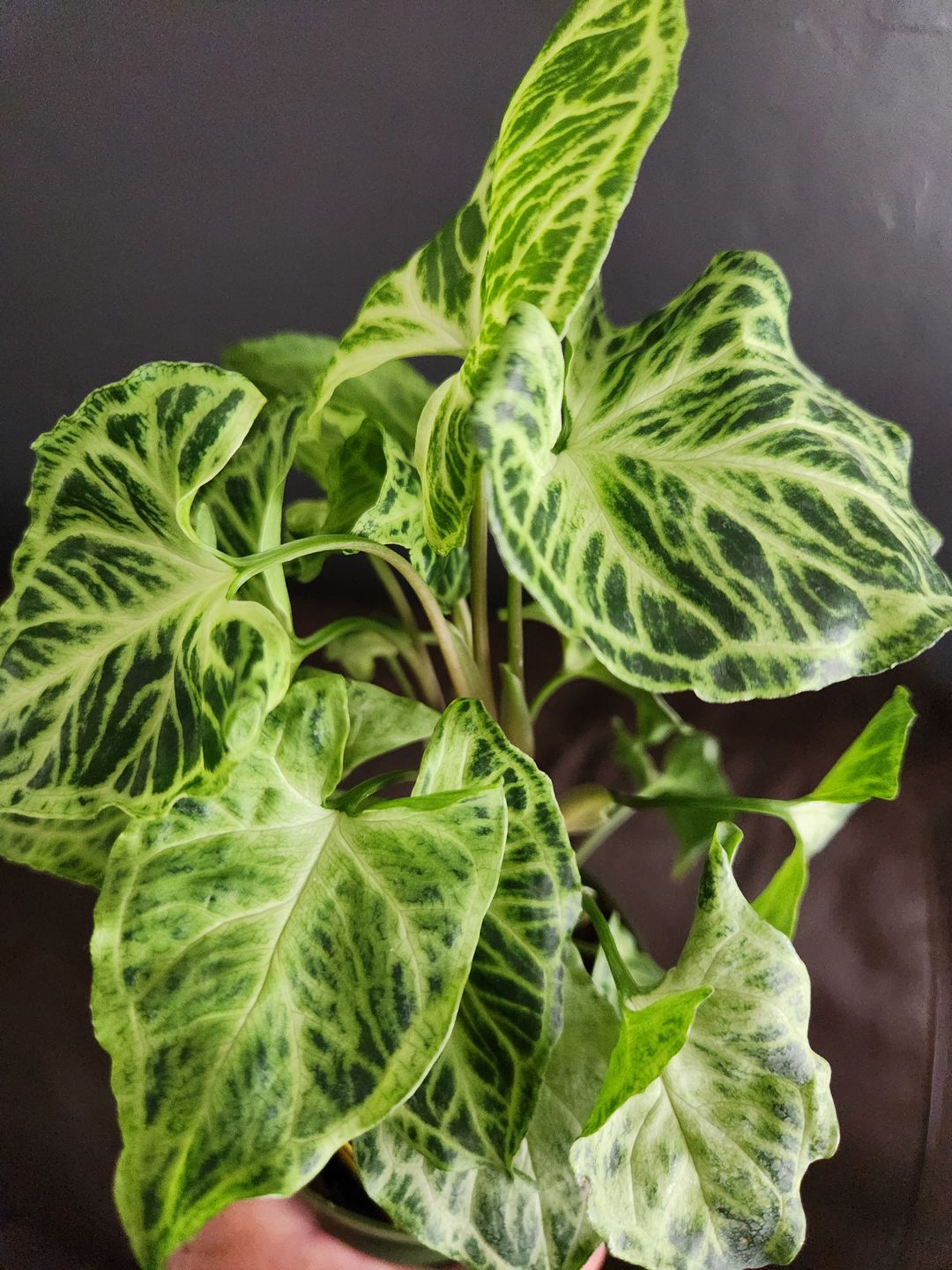 Customer photo review of Syngonium podophyllum 'Batik'