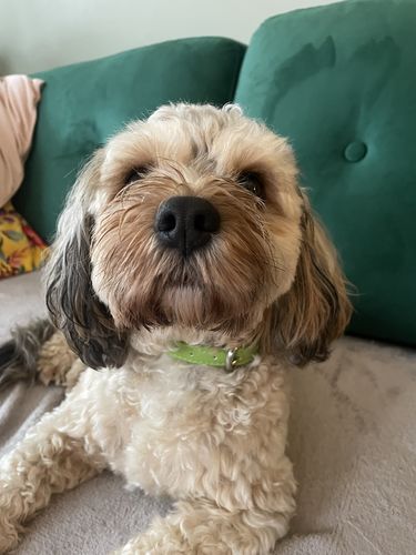 Customer photo review of Vegan Leather Dog Collar - Spring Green