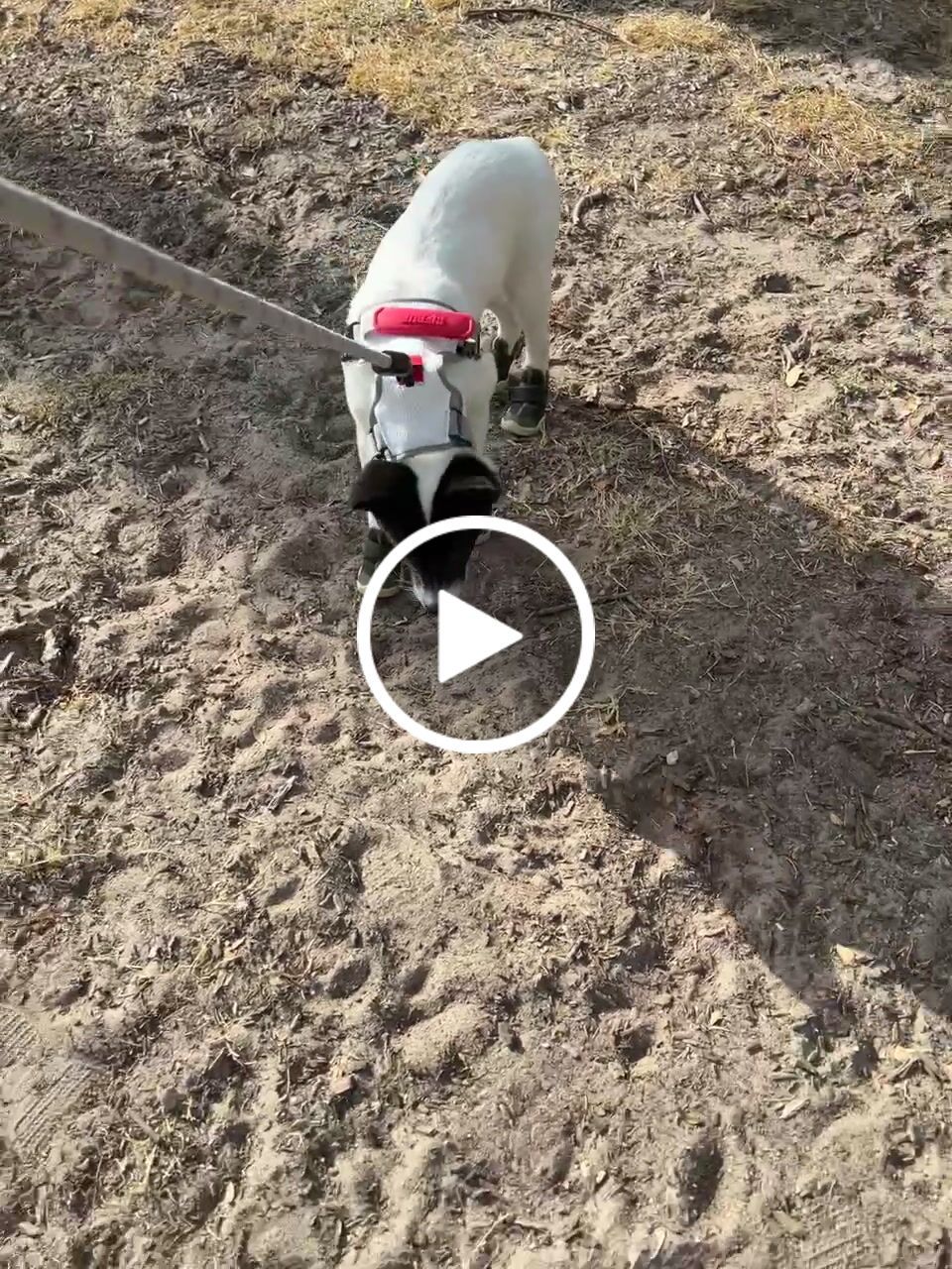 Customer video review of Commuter Sneaker, Harness and Leash Set