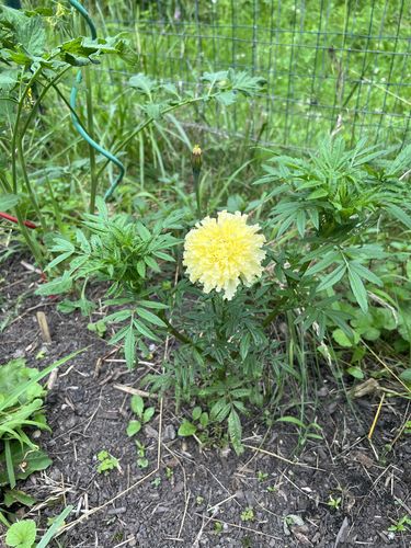 Customer photo review of Kilimanjaro White African Marigold Seeds