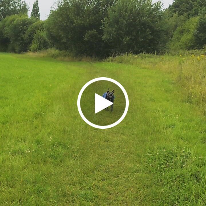Customer video review of 4cm Combat® Collar | With Handle & Rated Clip - Turquoise v2.0