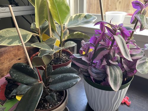 Customer photo review of Houseplant Insecticide w/ Neem