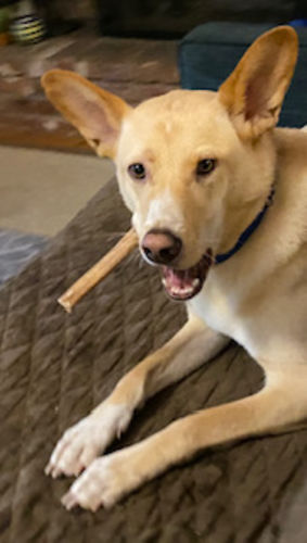 Customer photo review of Large Bully Sticks 6" (10 Count)