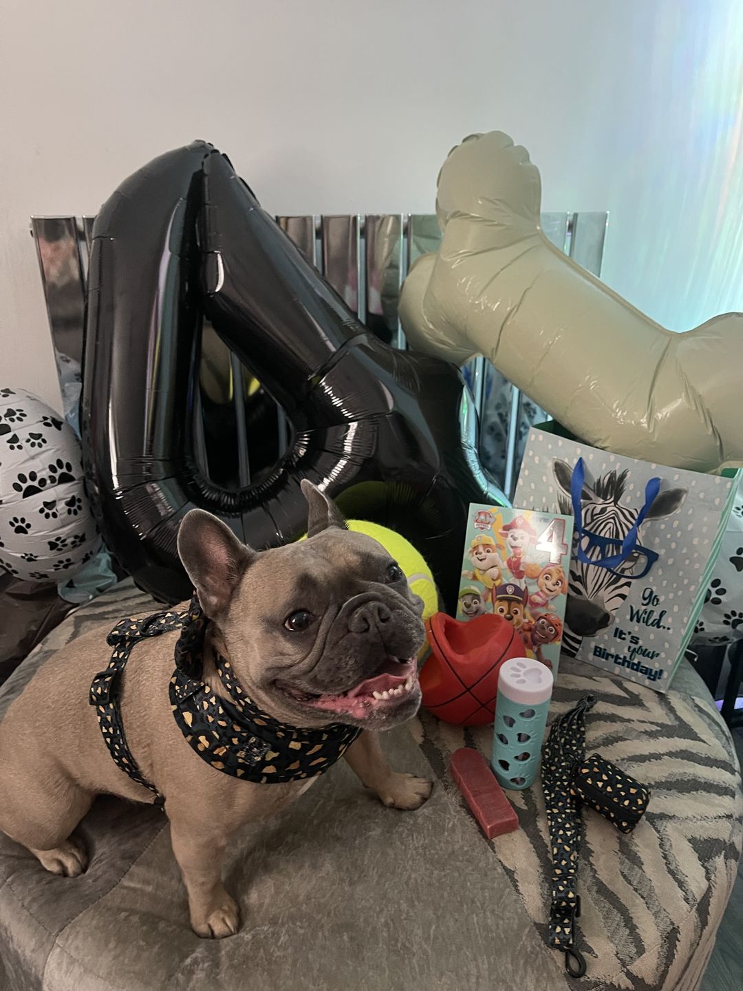 Customer photo review of Funk the Dog Harness & Lead Set | Leopard Green & Gold