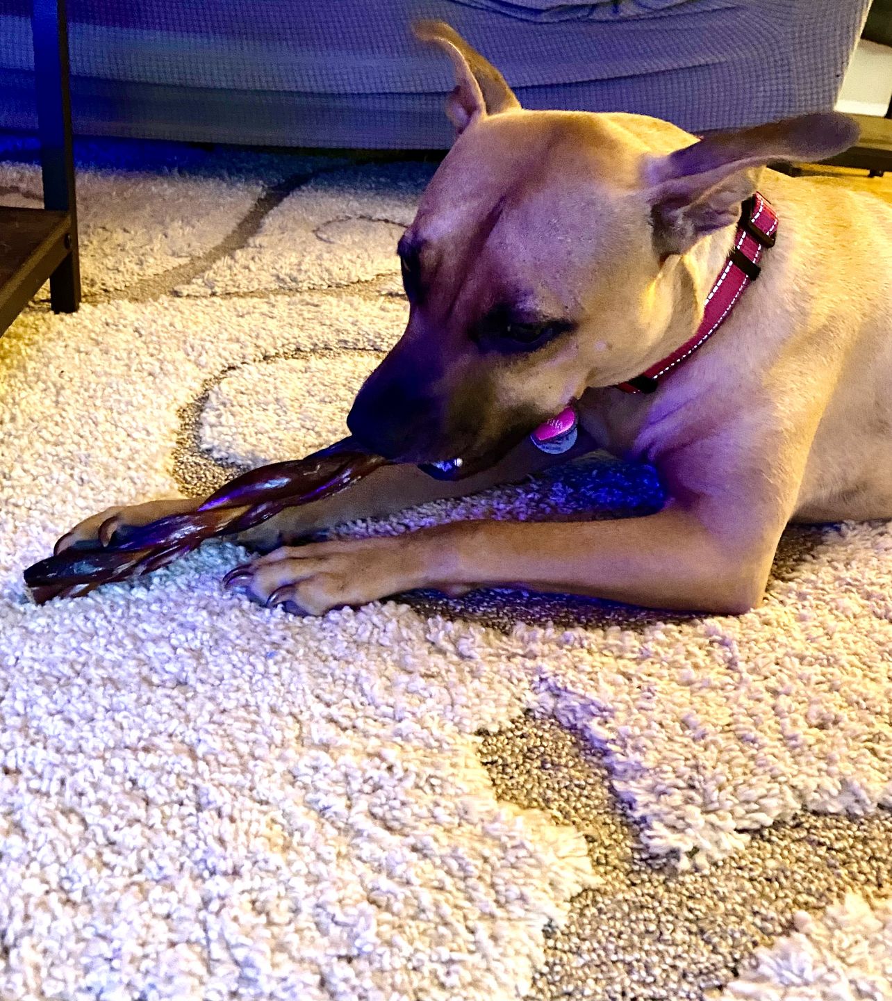 Customer photo review of 12 Inch Braided Jerky Stick