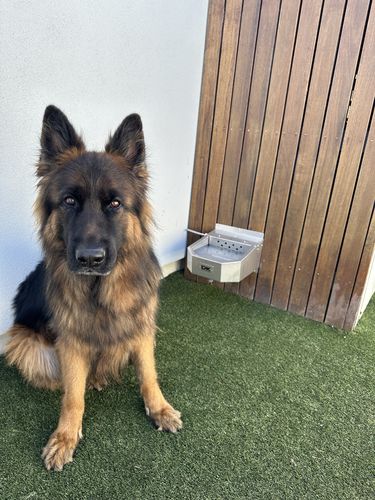 Customer photo review of Pet Rehydration Station