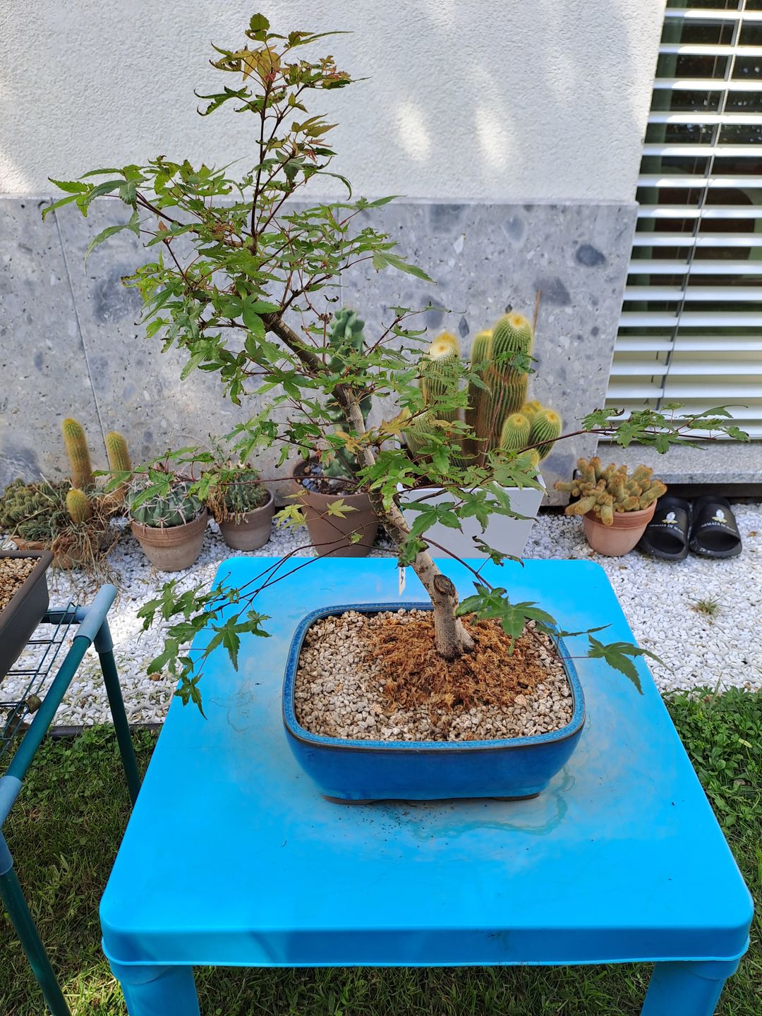 Customer photo review of NANOTEK CB® (DNA BONSAI 2.0)