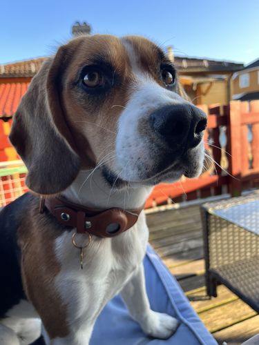 Customer photo review of Keepaws™ Vegan Leather AirTag Collar