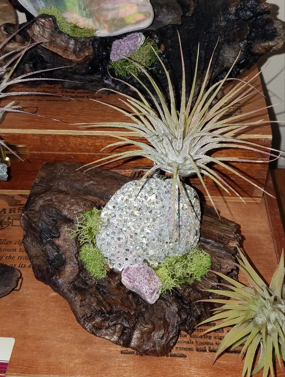 Customer photo review of Wholesale Ionantha Guatemala Medium  (Minimum Order 10)