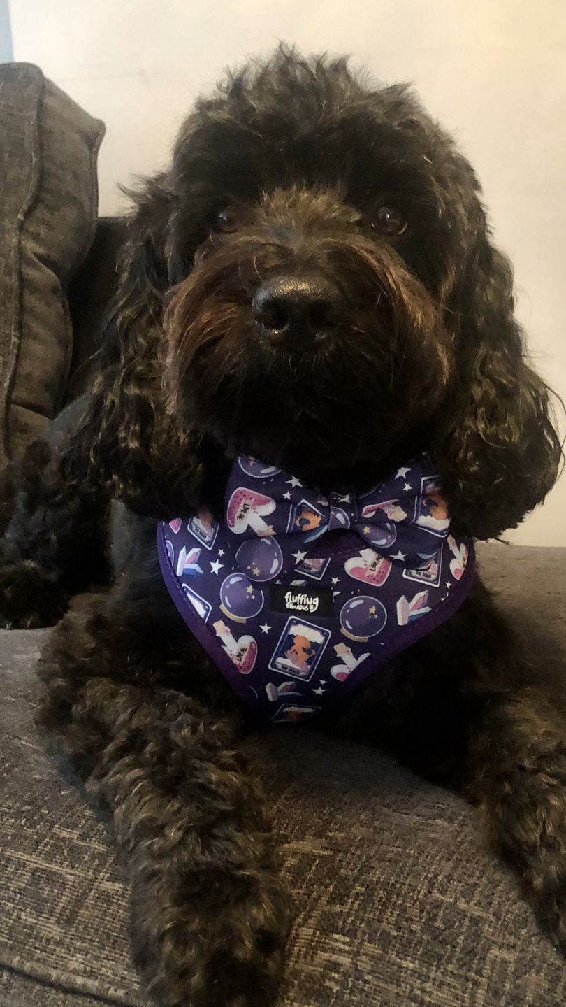 Customer photo review of Dog Harness - Pawtune Teller