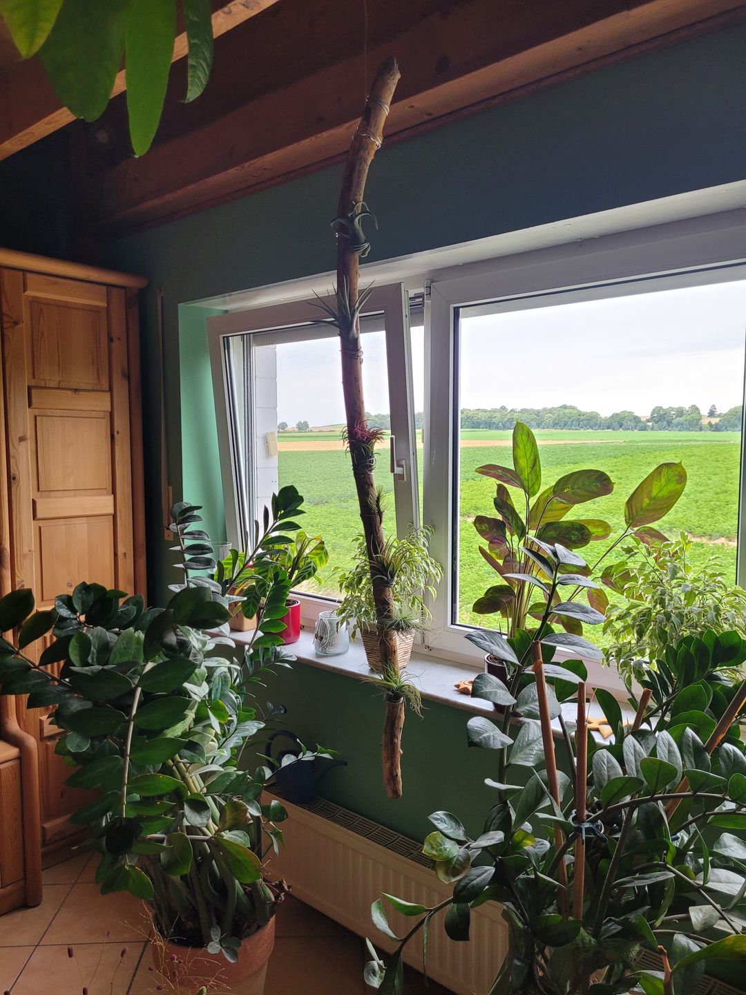 Customer photo review of Tillandsia fasciculata