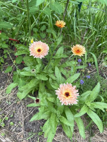 Customer photo review of Zeolights Calendula (Pot Marigold) Seeds