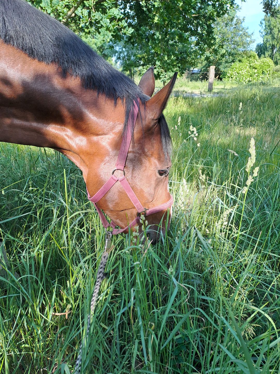 Customer photo review of Wurmtest Basic Pferd
