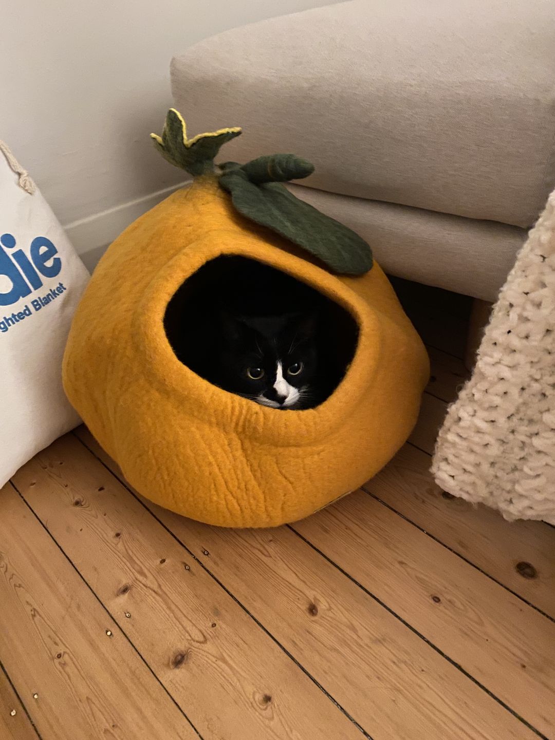 Customer photo review of Cat Cave - Pumpkin