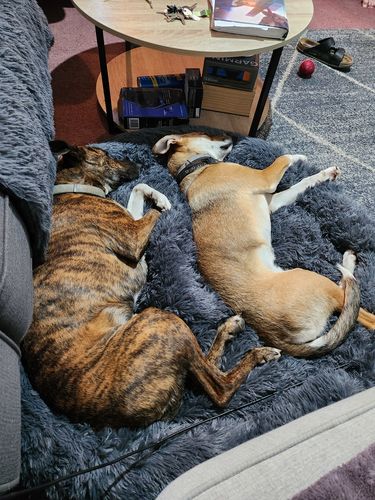 Customer photo review of Calming Doughnut Bed