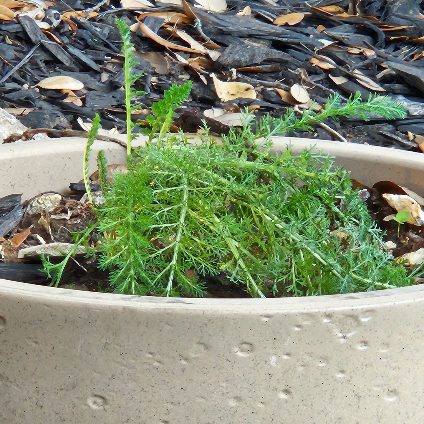 Customer photo review of Yarrow 'White'