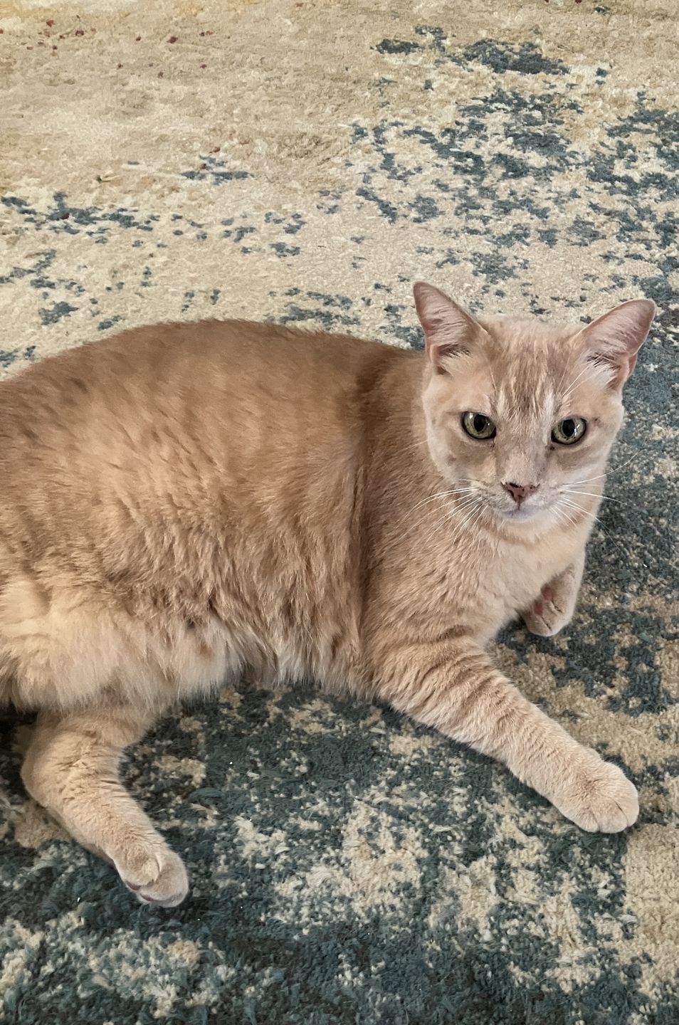 Customer photo review of Pet Health +