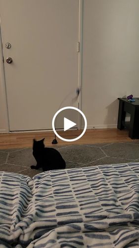 Customer video review of Interactive Bird Simulation Cat Toy Set